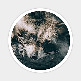 Sunbathing Raccoon Sleeping in a Tree Nature Photography Magnet